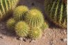 Groupements de cactus, il faudra moins d'eau que des arbustes ou des arbres à fleurs.