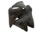 La plupart des requins's teeth you find will be dark in color due to fossilization.
