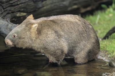 Un wombat marche à travers l'eau.