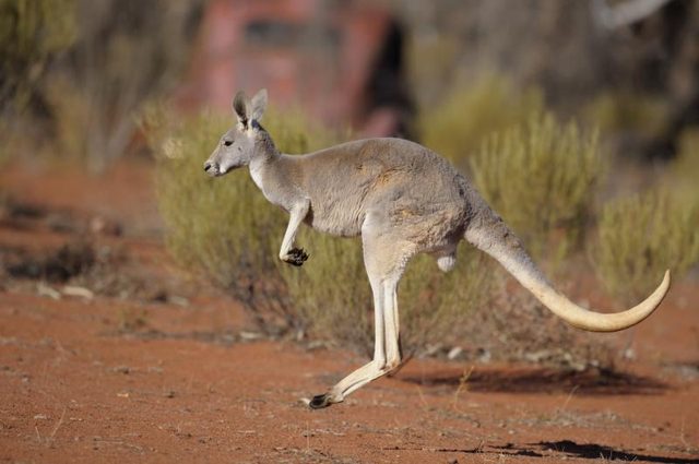 Un kangourou dans l'outback australien.