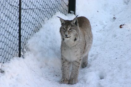 Lynx sont habituellement de l'Amérique du Nord.