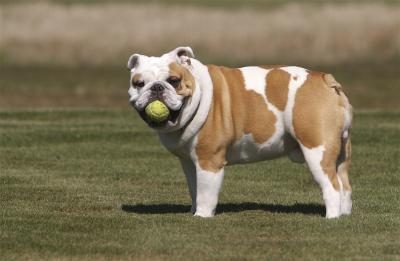 Blanc et beige bulldog anglais avec une balle de tennis dans la bouche