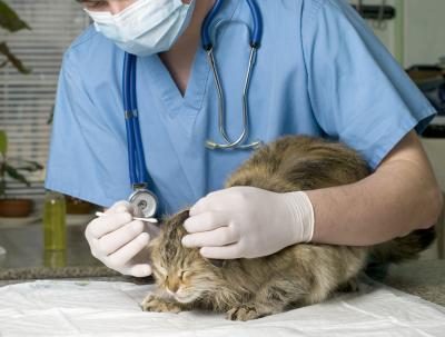 Postuler à des emplois de niveau d'entrée dans les cliniques vétérinaires et les cliniques vétérinaires.