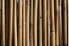 Sélection de bambou