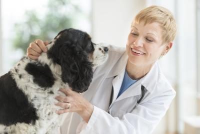 Un vétérinaire examine un chien.