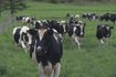vaches sur terrain en herbe