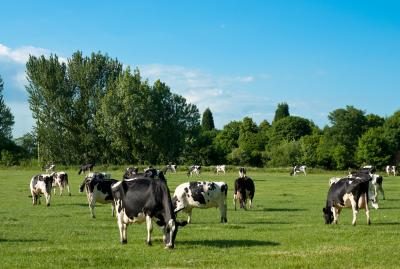 vaches à la recherche en santé à la ferme locale