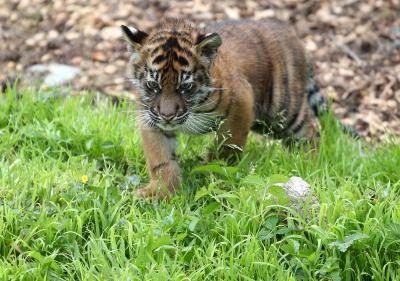 Soyez prêt à payer jusqu'à 25.000 $ pour le bébé tigre