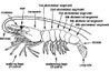 Anatomie de crevette