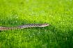 Gardner serpent franchissement pelouse