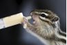 Écureuils et les tamias bébés boivent Esbilac partir d'une seringue.