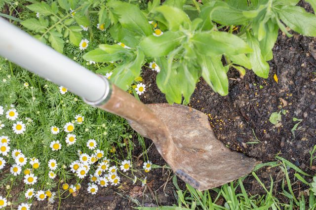 Remplissez votre jardin avec plus échinacées en divisant grosses touffes.