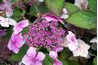 Hortensias dentelle capitalisations ont de petits fleurons fertiles dans le centre avec des pétales stériles qui les entourent.