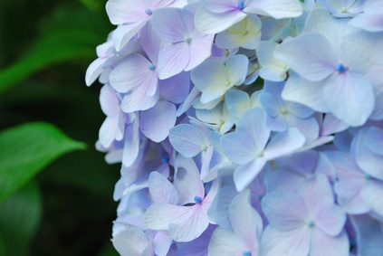 Fertiliser correctement pour garder la couleur bleue dans la fleur.