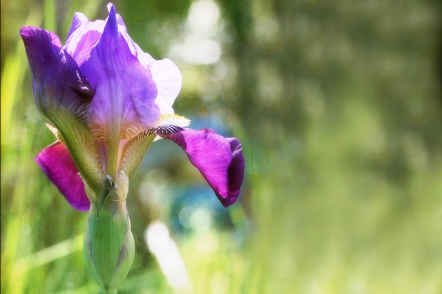 Comment prendre soin des plantes Iris après la floraison
