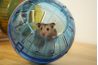 Ce hamster a un ballon tandis que la cage est nettoyé.