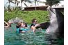 Danse avec les dauphins