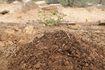 Comment lutter contre les fourmis dans un tas de compost
