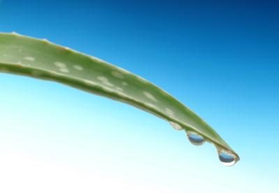 Aloe feuille rincé à l'eau