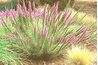 Sécheresse plante résistante / Purple Sage
