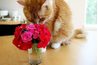 fleurs de chat