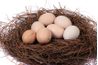 Une couvée d'œufs dans un nid.