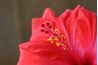 Les fleurs d'hibiscus sont une alternative idéale à la voile de mariage traditionnel.