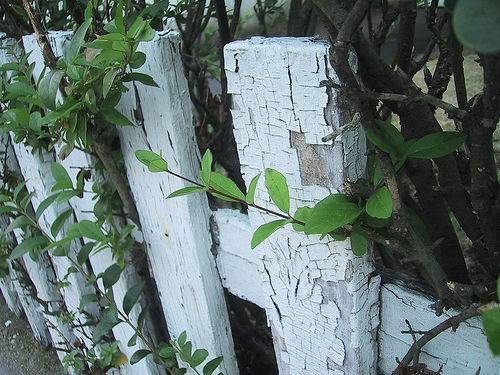 clôture blanche