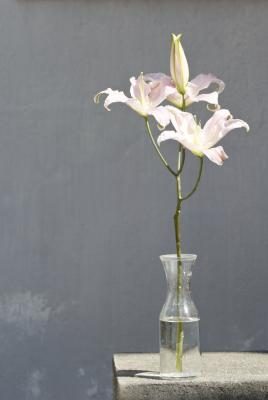 Seule fleur dans un vase
