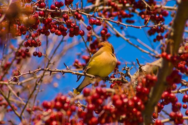 Close-up d'oiseau sur Allegheny arbre amélanchier