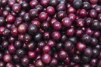 Close-up de raisins de muscat
