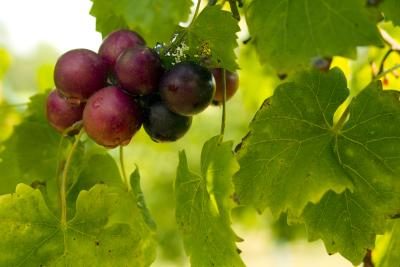 Close-up de raisins de muscat sur la branche