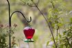 Comment nourrir un Hummingbird utilisant du sucre de l'eau