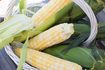 Comment Fertiliser maïs sucré avec de l'azote