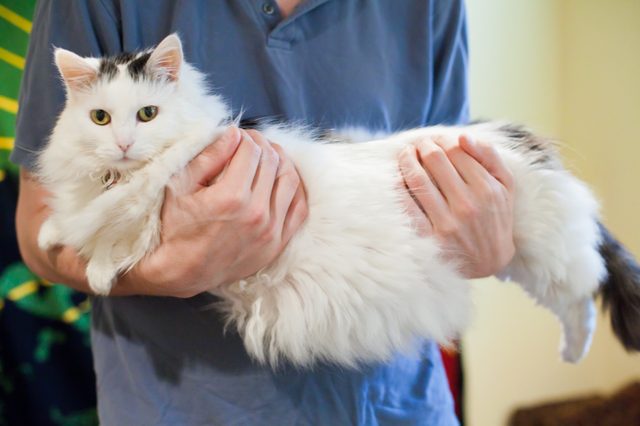 Comment se débarrasser d'une poche de graisse sur un chat
