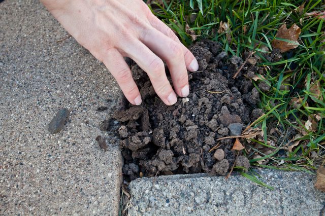 les perturbations du sol peuvent être des signes que la taupe a habitées votre cour.