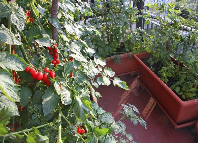 Les plants de tomates fleurissent sur les balcons ensoleillés.