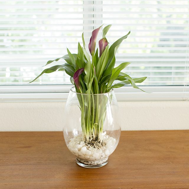 Comment cultiver des bulbes dans un vase en verre