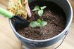 Comment cultiver des concombres dans un récipient
