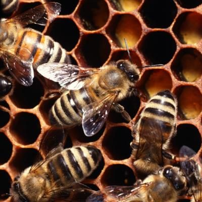 Gardez abeilles moins qu'il y ait une allergie abeille dans la famille.