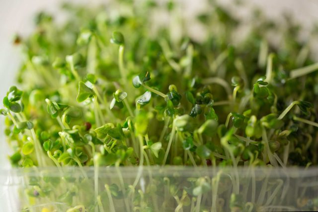 Comment cultiver Microgreens