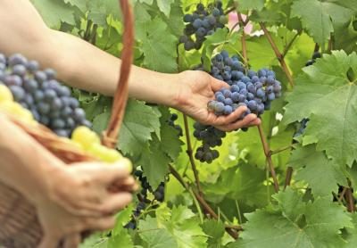 Collecte de raisins issus de vignes