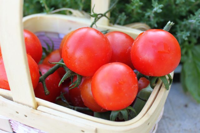 Comment cultiver des tomates cerises sucrées 100