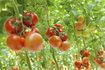 Sélectionnez grandes variétés de tomates pour trancher, et les petites variétés pour la mise en conserve.