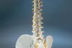 Les trapèzes descendent de chaque côté de votre colonne vertébrale et les blesser peuvent conduire à des difficultés à se déplacer.