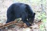 Les ours noirs ont cinq orteils avec des griffes.