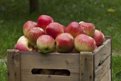 Une caisse en bois remplie de pommes fraîchement cueillies dame rose.