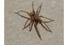 Cette araignée brune a de longues jambes et un corps robuste.