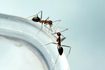 Les fourmis sont parmi les nombreux insectes qui peuvent envahir votre maison.