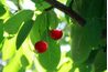Cherry Tree semis feuilles sont longues, Oval et similaires à Ficus Feuilles. (Lavinia Marin Photo)